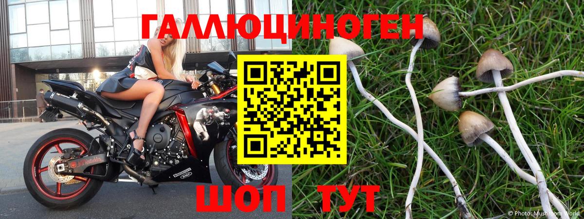 как найти закладки  Вход с VPN  Горно-Алтайск  Галлюциногенные грибы Magic Shrooms 